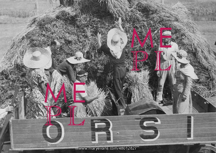 : Benito Mussolini during the harvest, 1936 : Benito Mussolini during the harvest, 1936