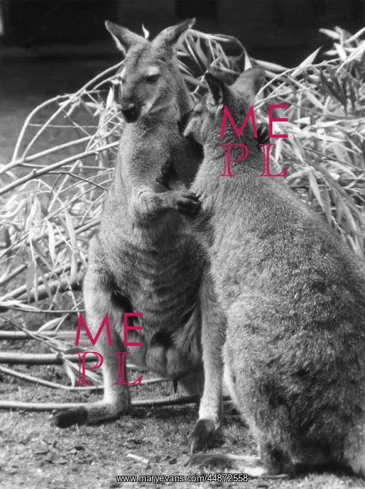 : BENNETT'S WALLABIES : BENNETT'S WALLABIES