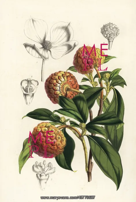  : Bentham's cornel, Cornus capitata