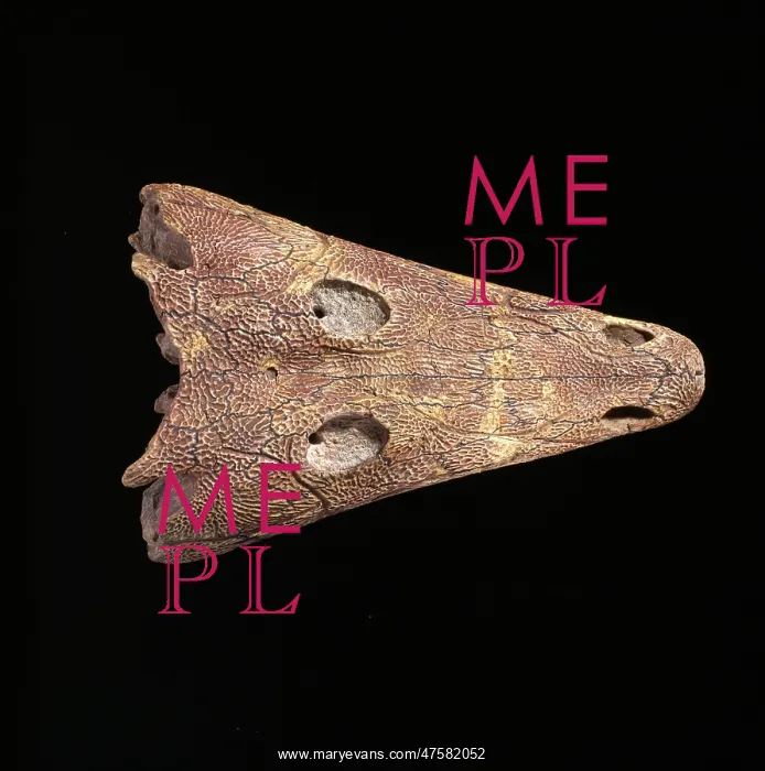 : Benthosuchus sushkini : Benthosuchus sushkini