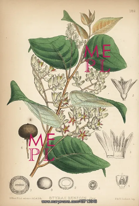 : Benzoin, Lindera benzoin : Benzoin, Lindera benzoin