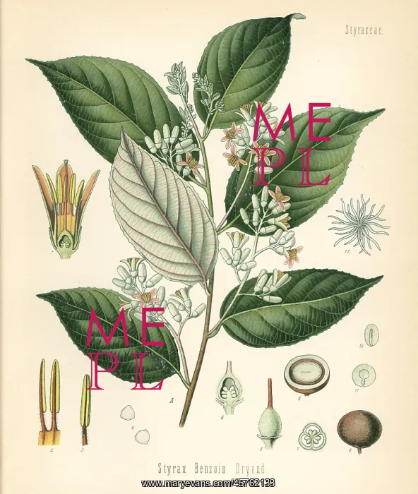 : Benzoin tree, Styrax benzoin : Benzoin tree, Styrax benzoin