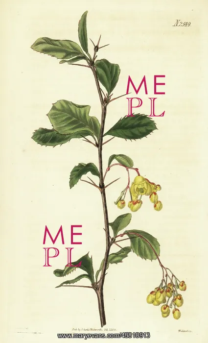 : Berberis umbellata : Berberis umbellata