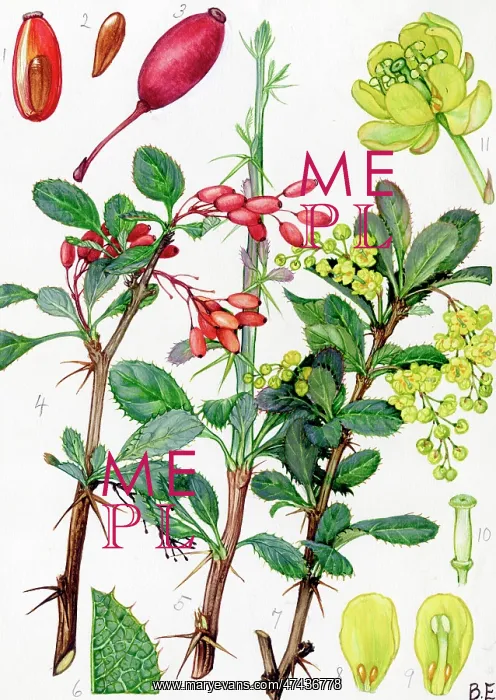  : Berberis vulgaris