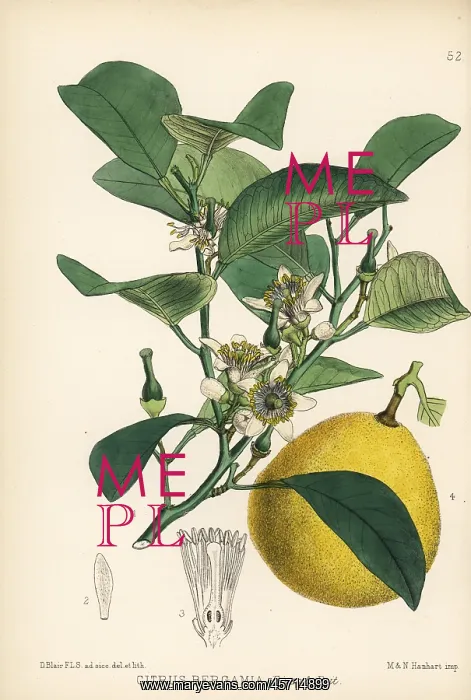 : Bergamot lemon, Citrus limon : Bergamot lemon, Citrus limon
