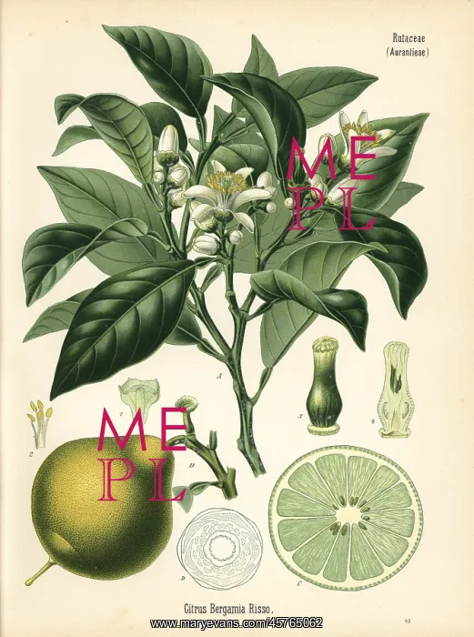 : Bergamot orange, Citrus bergamia : Bergamot orange, Citrus bergamia