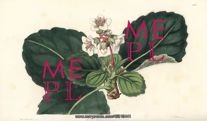 : Bergenia ciliata : Bergenia ciliata