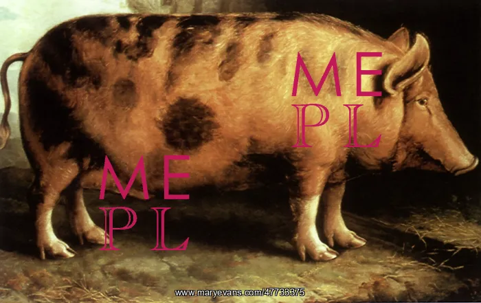 : Berkshire Pig