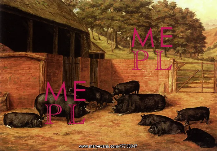  : Berkshire Pigs