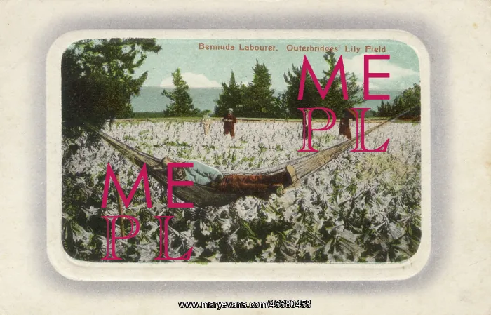 : Bermuda Labourer - Outerbridges Lily Field : Bermuda Labourer - Outerbridges Lily Field