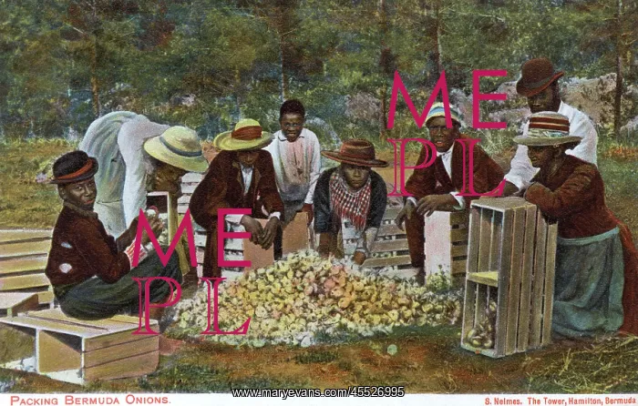 : Bermuda - Packing Onions : Bermuda - Packing Onions