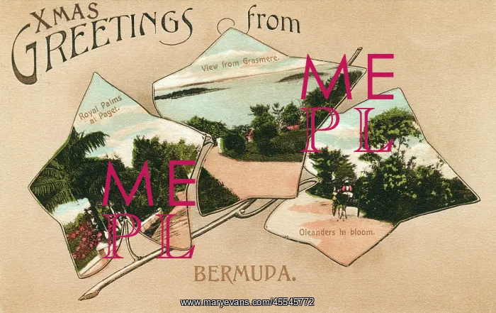 : Bermuda - Palms at Paget, Grasmere view and Oleanders : Bermuda - Palms at Paget, Grasmere view and Oleanders