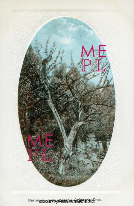  : Bermuda - Tom Moore's Calabash Tree