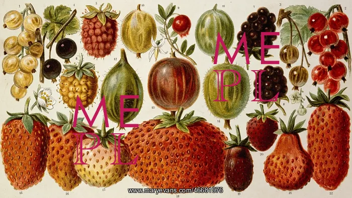 : Berries. berries, different sorts, 1-4 currant : Berries. berries, different sorts, 1-4 currant