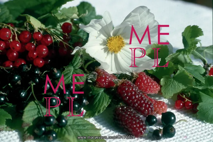 : Berries and Cosmos red and blackcurrants etc : Berries and Cosmos red and blackcurrants etc