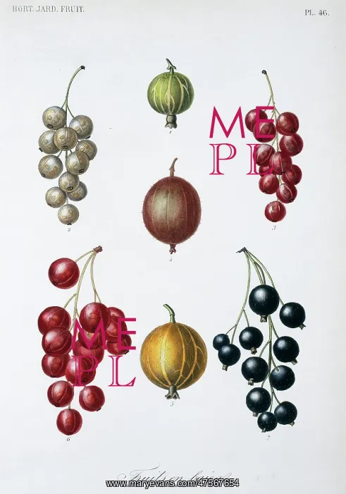 : Berry Fruit : Berry Fruit