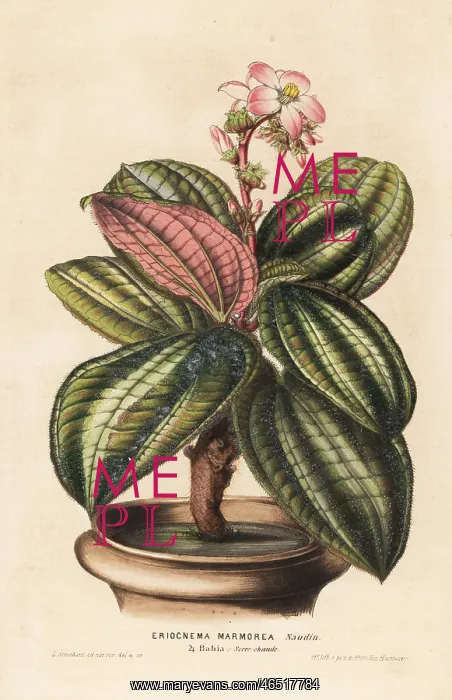 : Bertolonia marmorata : Bertolonia marmorata