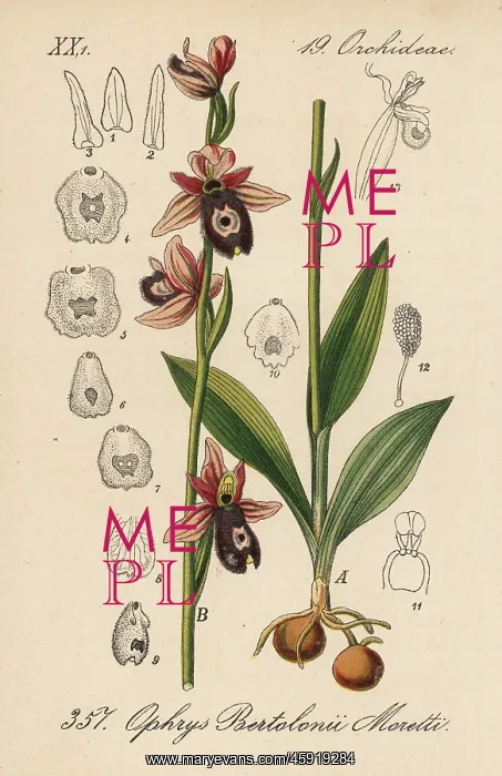 : Bertoloni's bee orchid, Ophrys bertolonii : Bertoloni's bee orchid, Ophrys bertolonii