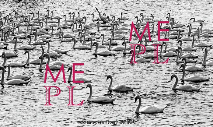 : Berwick swans : Berwick swans