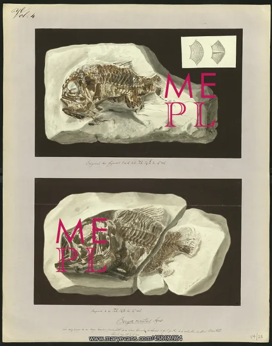 : Beryx ornatus Agassiz : Beryx ornatus Agassiz