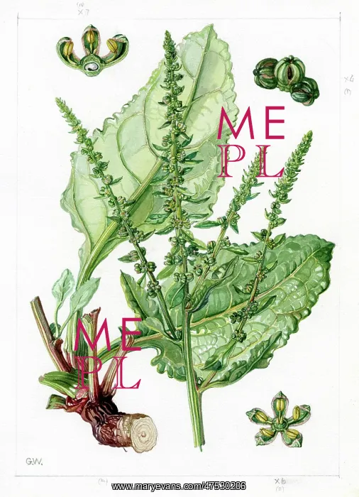 : Beta maritima - sea beet : Beta maritima - sea beet