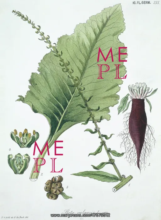: Beta vulgaris, common beet : Beta vulgaris, common beet
