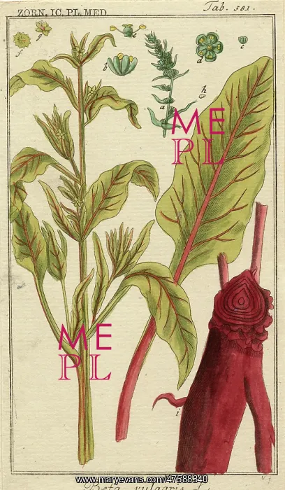 : Beta vulgaris, spinach beet : Beta vulgaris, spinach beet