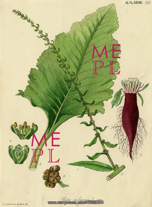 : Beta vulgaris, spinach beet : Beta vulgaris, spinach beet