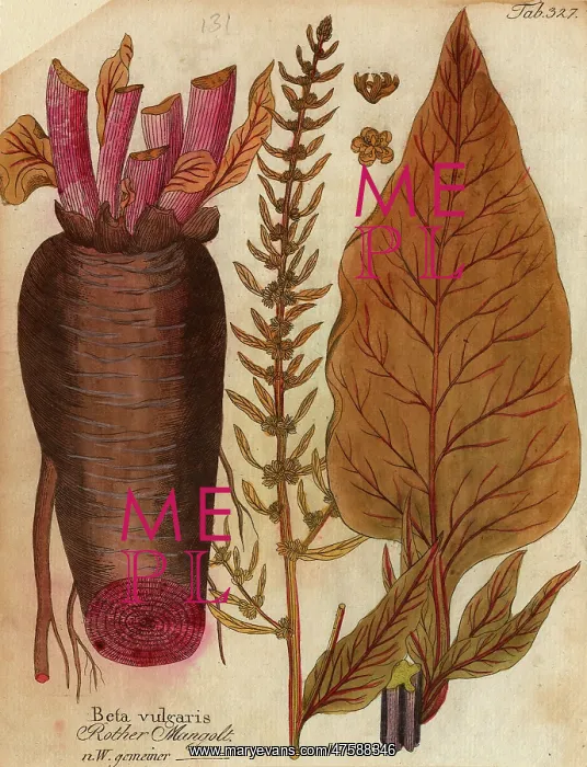: Beta vulgaris, spinach beet : Beta vulgaris, spinach beet