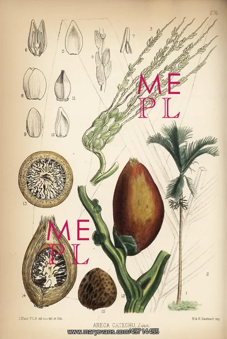 : Betelnut palm, Areca catechu : Betelnut palm, Areca catechu