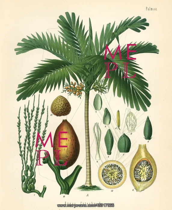 : Betelnut palm, Areca catechu : Betelnut palm, Areca catechu