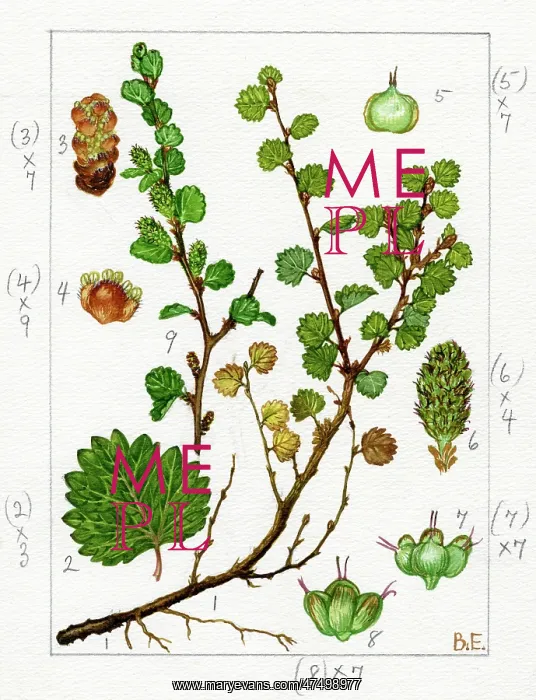 : Betula nana - dwarf birch : Betula nana - dwarf birch