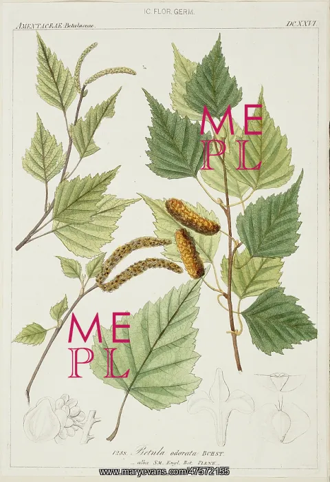 : Betula odorata, birch : Betula odorata, birch