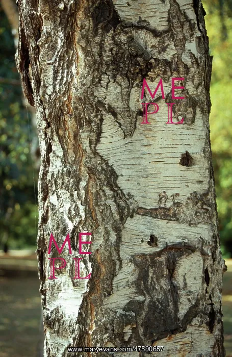  : Betula pendula, silver birch