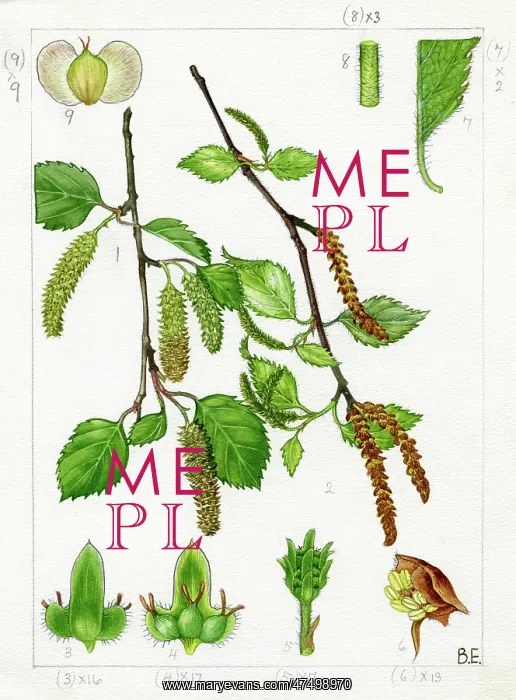 : Betula pubescens - downy birch : Betula pubescens - downy birch