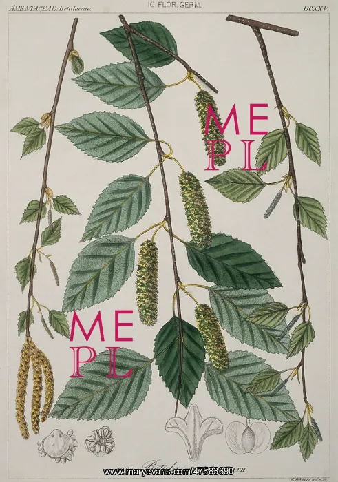 : Betula verrucosa, silver birch : Betula verrucosa, silver birch