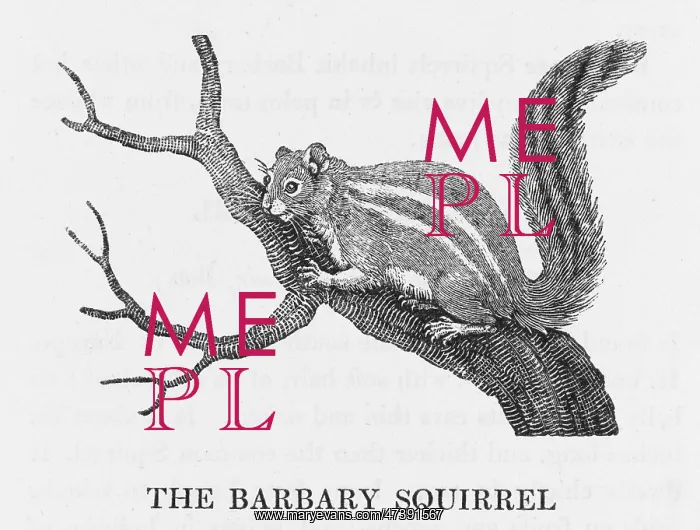 : BEWICK / BARB. SQUIRREL : BEWICK / BARB. SQUIRREL