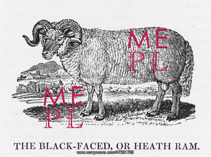 : BEWICK BLACKFACE RAM : BEWICK BLACKFACE RAM