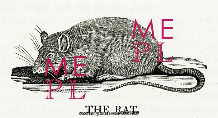 : BEWICK / BROWN RAT : BEWICK / BROWN RAT