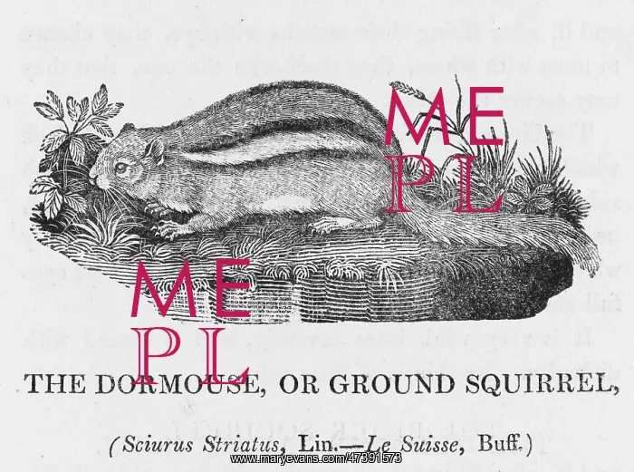 : BEWICK / CHIPMUNK : BEWICK / CHIPMUNK