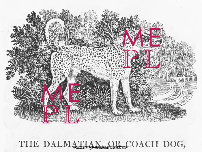 : BEWICK DALMATIAN : BEWICK DALMATIAN