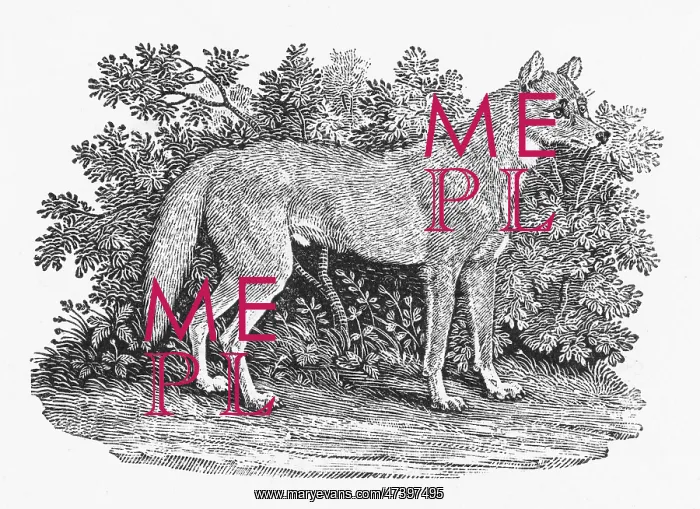 : BEWICK DINGO : BEWICK DINGO