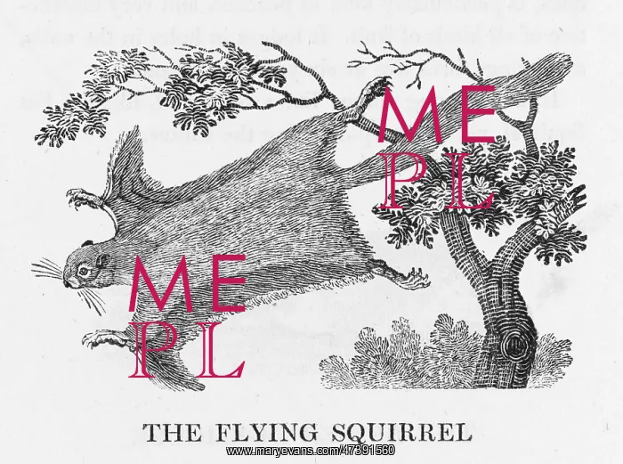 : BEWICK / FLYING SQUIRREL : BEWICK / FLYING SQUIRREL