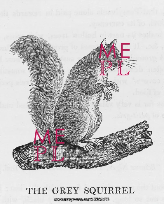 : BEWICK / GREY SQUIRREL : BEWICK / GREY SQUIRREL