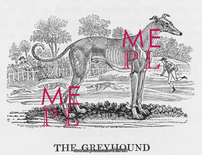 : BEWICK GREYHOUND : BEWICK GREYHOUND