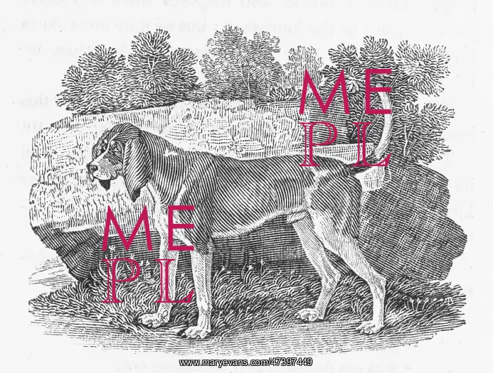 : BEWICK HOUND : BEWICK HOUND