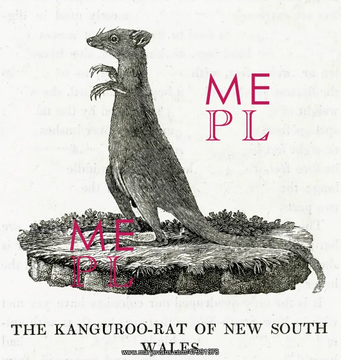 : BEWICK / KANGA. RAT : BEWICK / KANGA. RAT