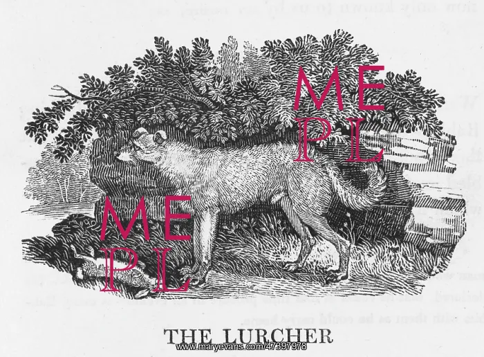 : BEWICK LURCHER : BEWICK LURCHER
