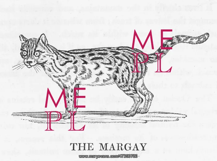 : BEWICK / MARGAY : BEWICK / MARGAY