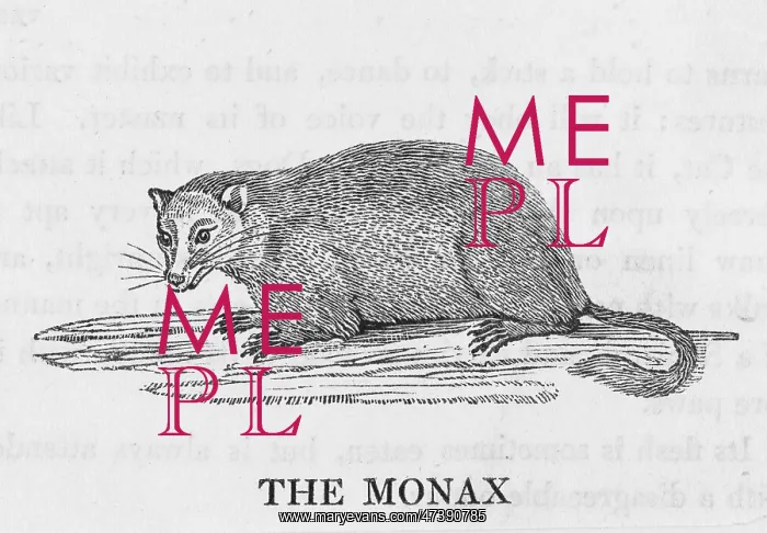 : BEWICK / MARMOT : BEWICK / MARMOT